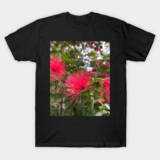 ohiʻa haʻole eucalyptus flower calliandra hawaii botanical garden T-Shirt